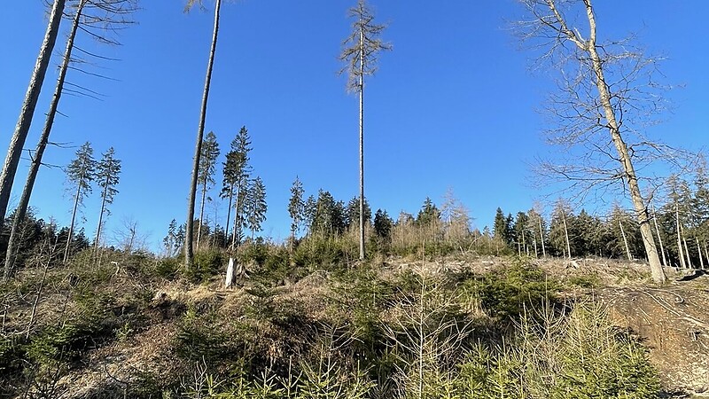 Térkép