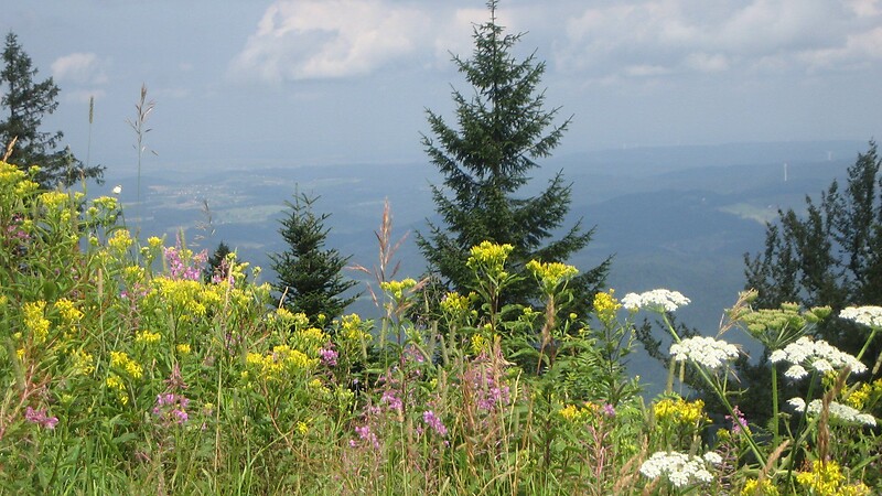 Térkép