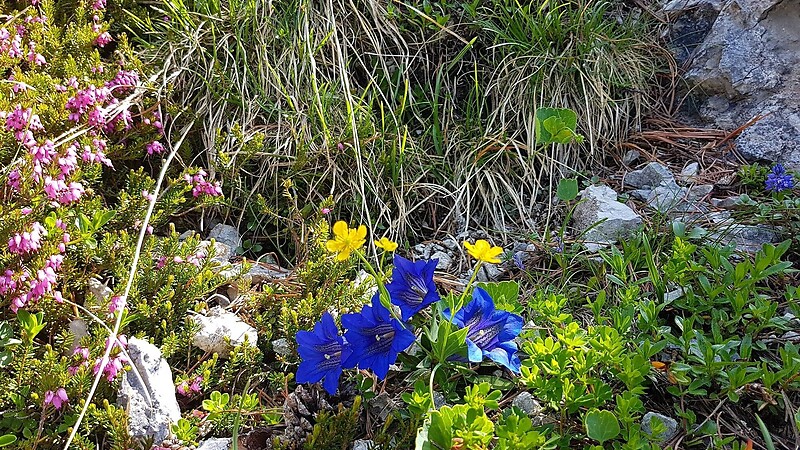 Térkép