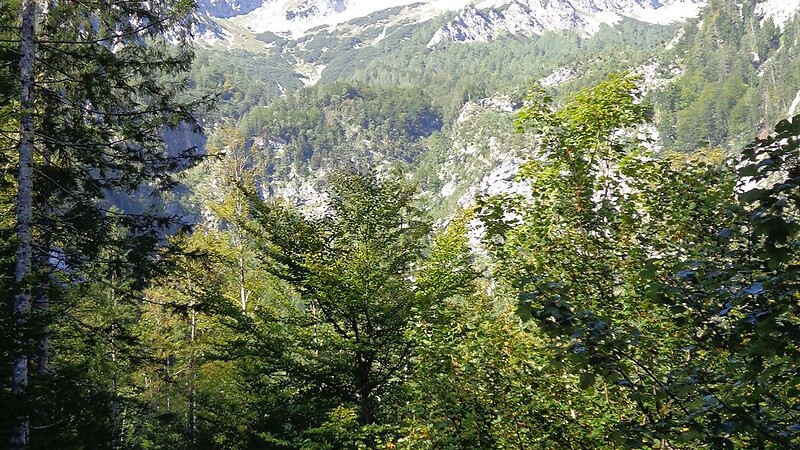 Térkép