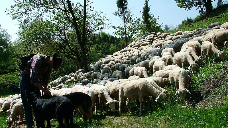 Térkép