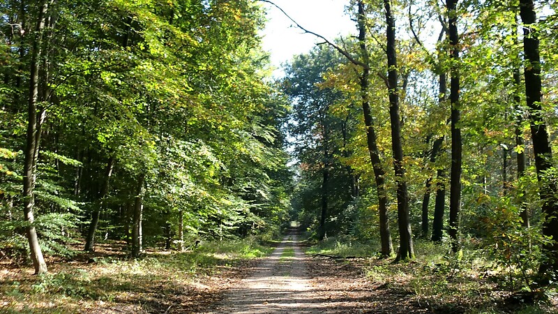 Térkép