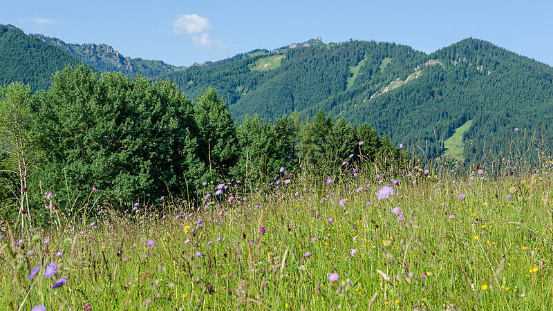Térkép